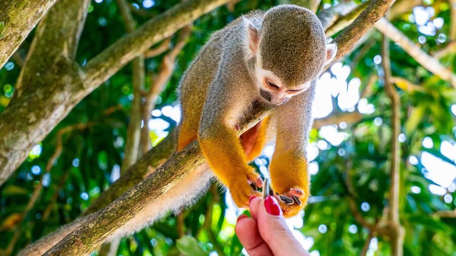 From Bayahibe: Half Day Monkeyland Safari - Key points to know before booking