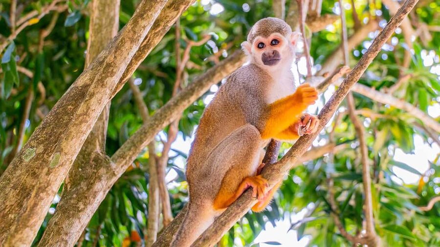 From Bayahibe: Half Day Monkeyland Safari - Coffee, cocoa, and the botanical garden