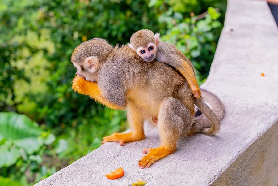 From Bayahibe: Half Day Monkeyland Safari - Photos, clothing, and simple preparation