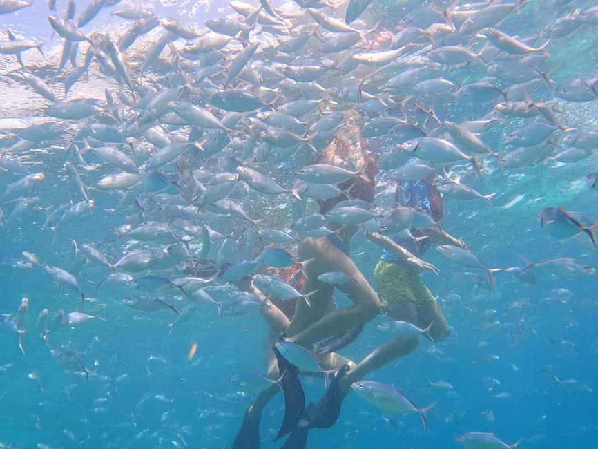 From Punta Cana: Catalina Island Swim, Sail & Snorkel - Snorkeling at the Caribbean Sea coral wall