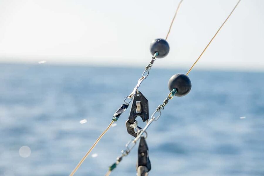 From Punta Cana: Deep Sea Fishing Tour by Boat with Drinks - The fish you may target in Caribbean waters