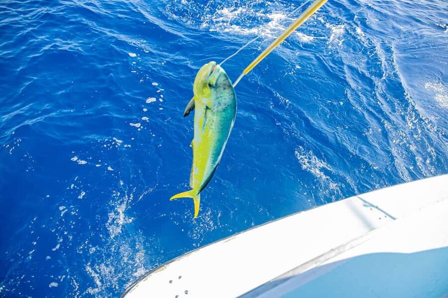 From Punta Cana: Deep Sea Fishing Tour by Boat with Drinks - What happens once the rods go out