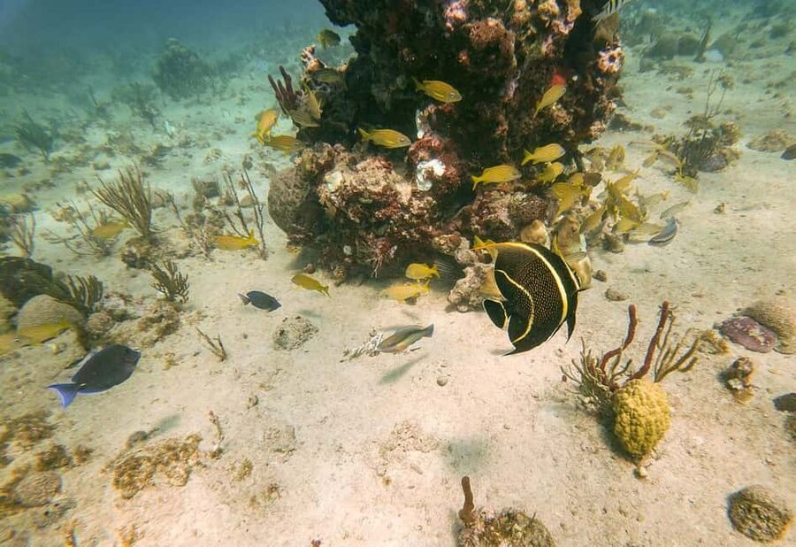 From Punta Cana or Bayahibe: Catalina Island with Snorkeling - A Dominican buffet and barbecue on the beach