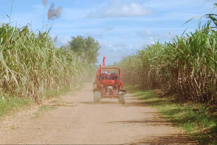 From Punta Cana or La Romana: Sugarcane Fields Buggy or Quad - A Rough Ride Through La Altagracia