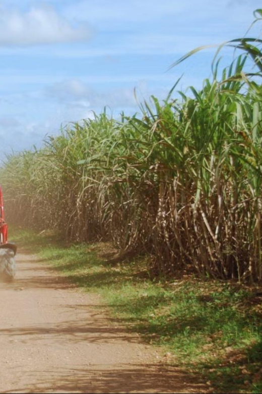 From Punta Cana or La Romana: Sugarcane Fields Buggy or Quad - Puddles, Slopes, and the Messy Middle
