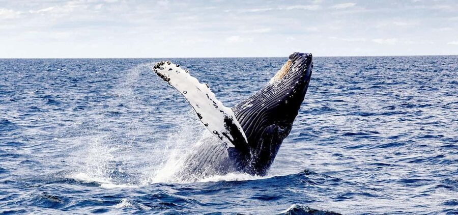 From Punta Cana: Samana and Bacardi Island Cruise and Tour - Swimming at the falls