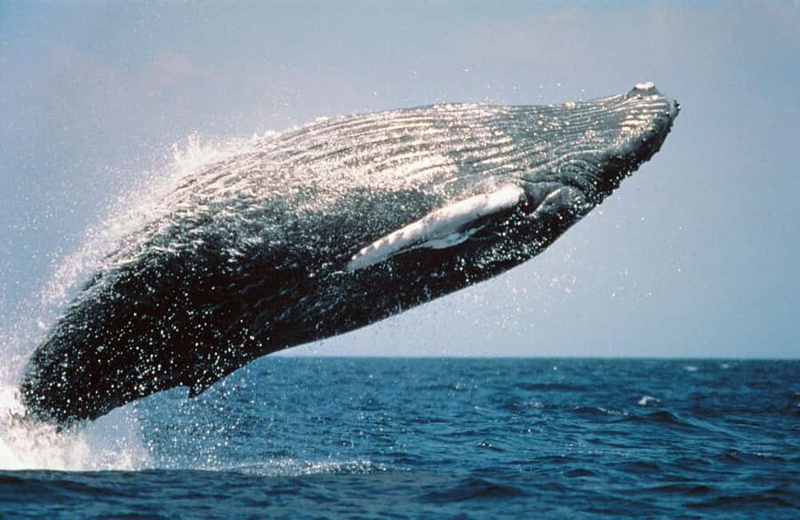 From Punta Cana: Sanctuary Whale Watching Day Trip - A very long road to Samaná