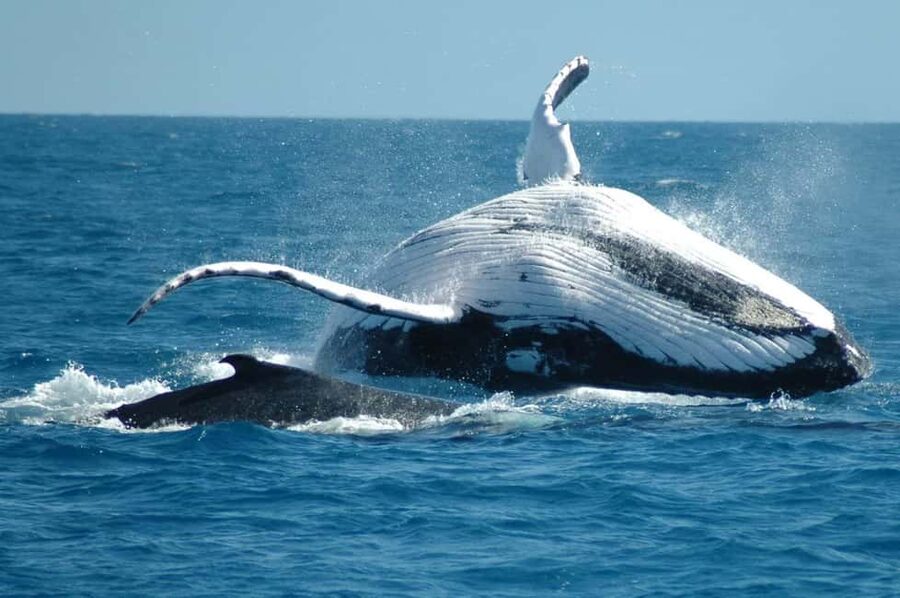 From Punta Cana: Sanctuary Whale Watching Day Trip - Cayo Levantado, the one-hour island stop