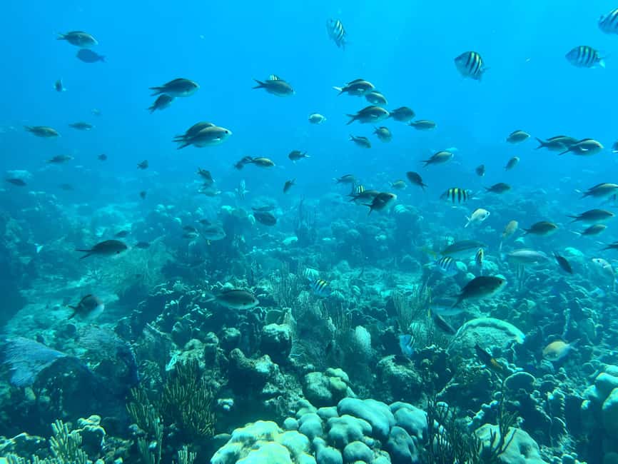 From Punta Cana: Small Group Catalina Island Snorkeling Tour - Why this Catalina day works so well