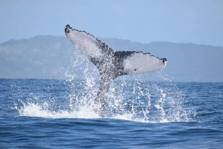 From Punta Cana: Whale Watching and Montana Redonda Tour - Who should book this excursion?