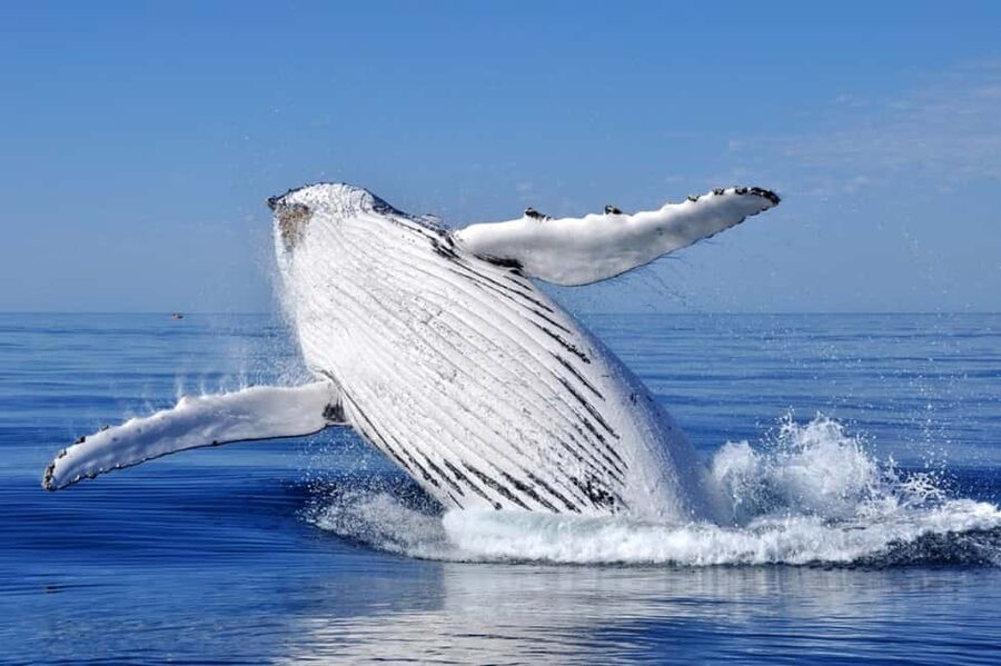 From Punta Cana: Whale Watching and Montana Redonda Tour - Why this Punta Cana day trip is worth considering