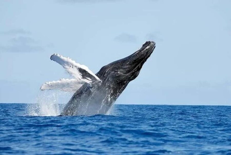 From Punta Cana: Whale Watching and Montana Redonda Tour - Watching humpback whales in Samaná Bay