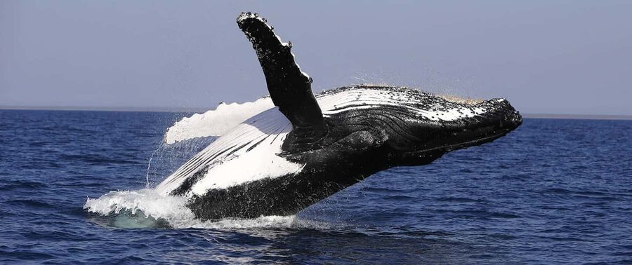 From Punta Cana: Whale Watching and Montana Redonda Tour - A Dominican lunch above the coast