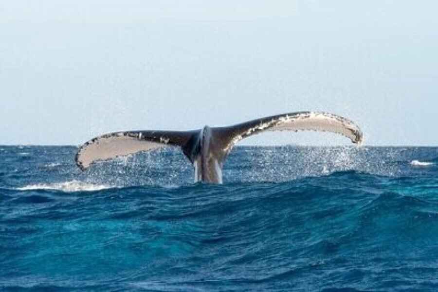 From Punta Cana: Whale Watching and Montana Redonda Tour - The road back through the Dominican interior