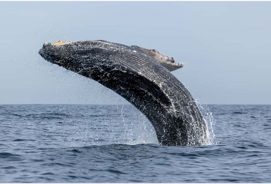 From Punta Canta: Whale Watching Cruise with Cayo Levantado - Key points to know before booking