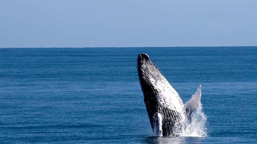 From Punta Canta: Whale Watching Cruise with Cayo Levantado - Boarding at Las Cañitas Dock