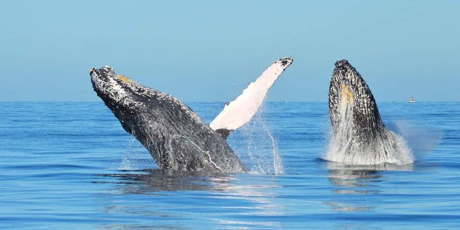 From Punta Canta: Whale Watching Cruise with Cayo Levantado - The road from Punta Cana to Las Cañitas