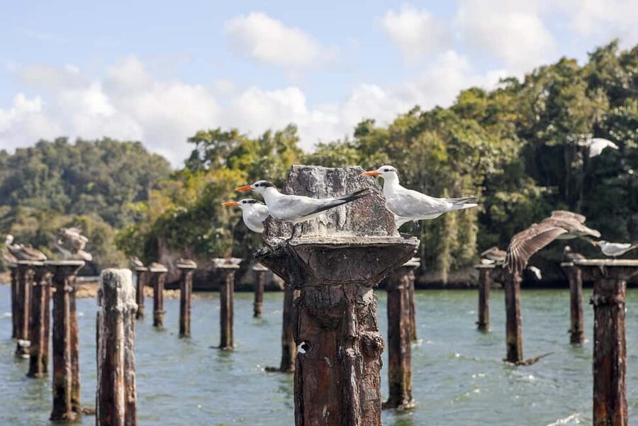 From Samana: Los Haitises Boat and Walking Tour with Lunch - Key points to know before you go