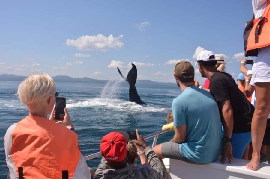From Samaná: Whale Watching and Cayo Levantado Island Tour - Should you book this whale and island tour?