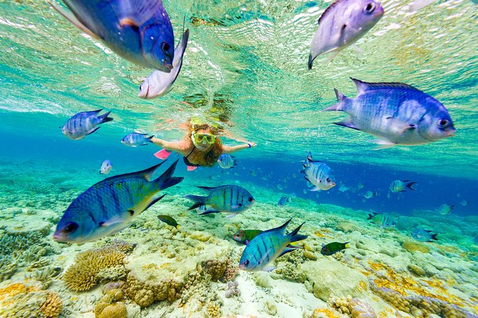 Full-Day Adventure: 4x4 Experience, Snorkeling Cruise, Sharks & Rays - The Nurse Sharks and Stingrays Encounter