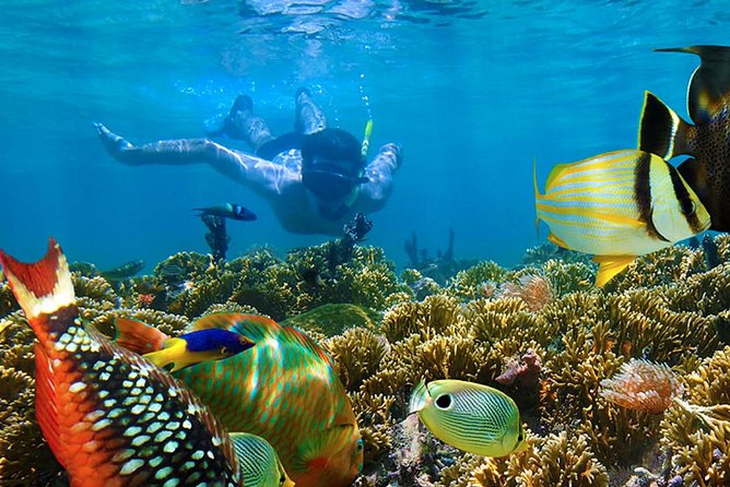 Full-Day Adventure: 4x4 Experience, Snorkeling Cruise, Sharks & Rays - What the $179 Price Really Buys You