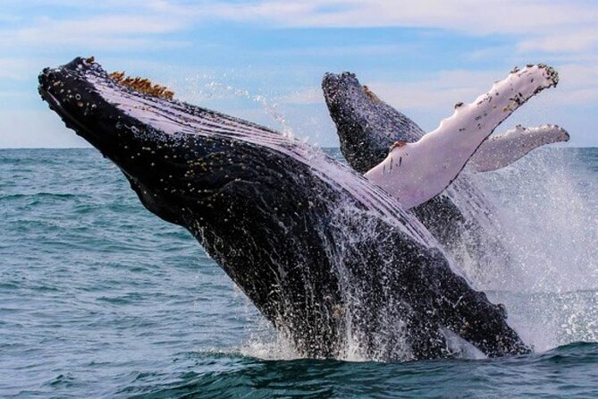 Full Day Bacardi Whale Watching - End Season March 30th - Key points at a glance