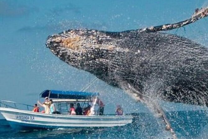 Full Day Bacardi Whale Watching - End Season March 30th - Leaving Punta Cana for Las Cañitas