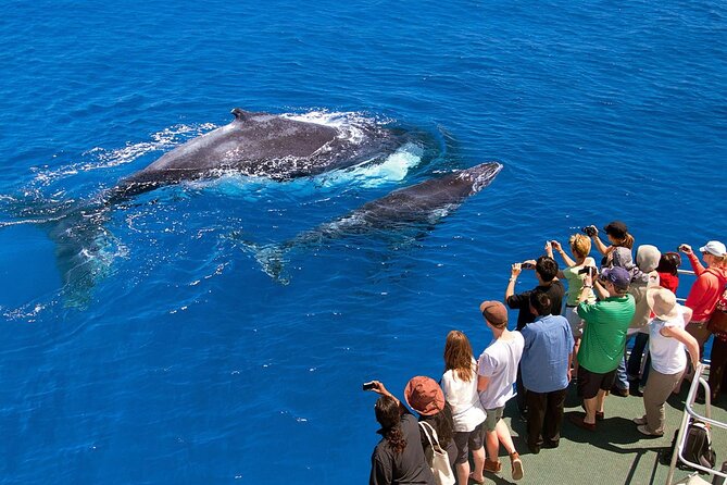Full Day Bacardi Whale Watching - End Season March 30th - What the boat day feels like in practice
