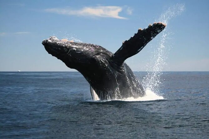 Full Day Bacardi Whale Watching - End Season March 30th - What to bring for the sanctuary and beach