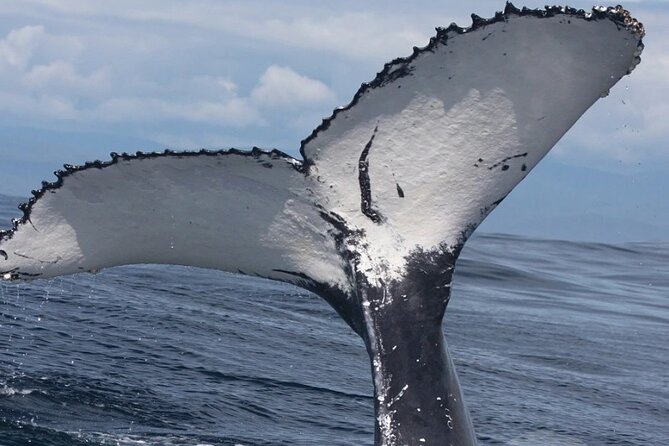 Full Day Bacardi Whale Watching - End Season March 30th - Watching humpback whales for 45 minutes
