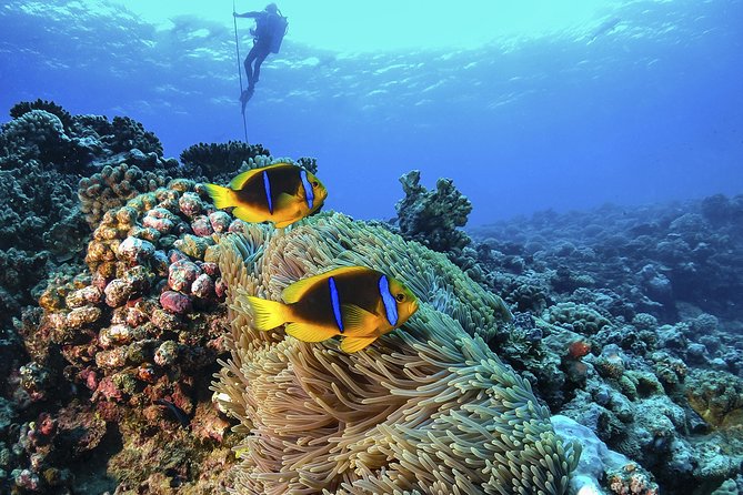 Full-Day Catalina Island Scuba Diving Tour from La Romana - The Wall: Catalina’s dramatic first underwater stop