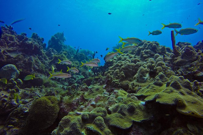 Full-Day Catalina Island Scuba Diving Tour from La Romana - Is $123.25 good value?