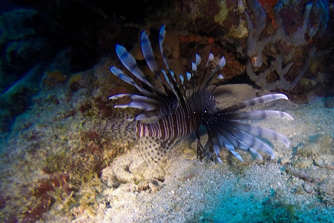 Full-Day Catalina Island Scuba Diving Tour from Punta Cana - The Wall: deeper water and a longer underwater session