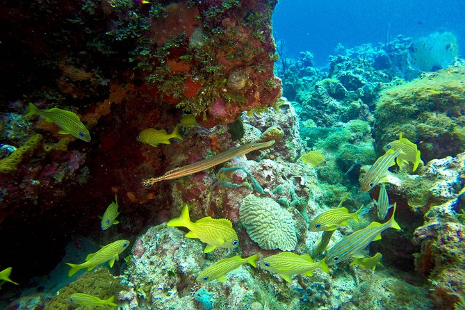 Full-Day Catalina Island Scuba Diving Tour from Punta Cana - Lunch, loungers, and Catalina Island downtime