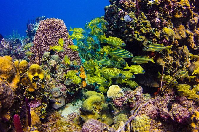 Full-Day Catalina Island Scuba Diving Tour from Punta Cana - The catamaran ride and the 9:30 departure