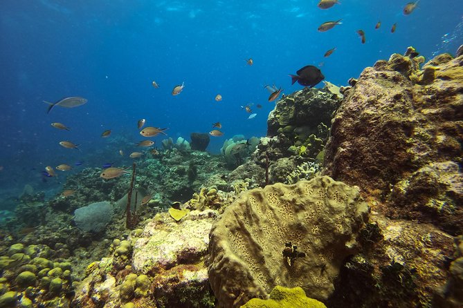 Full-Day Catalina Island Snorkeling Tour from Bavaro - The return journey can change the whole day