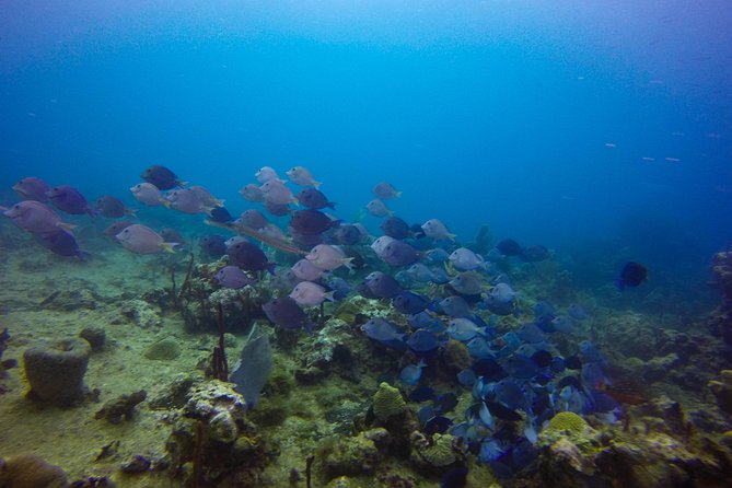 Full-Day Catalina Island Snorkeling Tour from Bavaro - Who will enjoy this Catalina trip