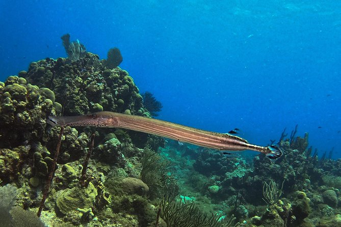 Full-Day Catalina Island Snorkeling Tour from La Romana - What to pack for a smoother day