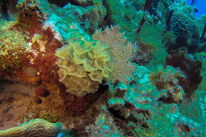Full-Day Catalina Island Snorkeling Tour from La Romana - Swimming at The Wall