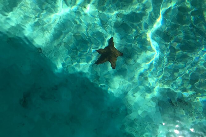 Full-Day Saona Island Escape – Beaches, Adventure, Paradise Vibes - The natural pool and its starfish