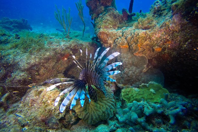 Full-Day Scuba Diving Catalina Island Tour from Bavaro - First underwater stop: The Wall