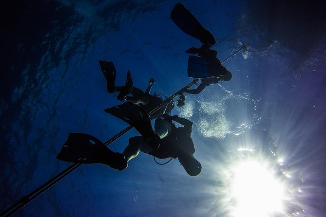 Full-Day Scuba Diving Catalina Island Tour from Bavaro - Second underwater stop: The Aquarium