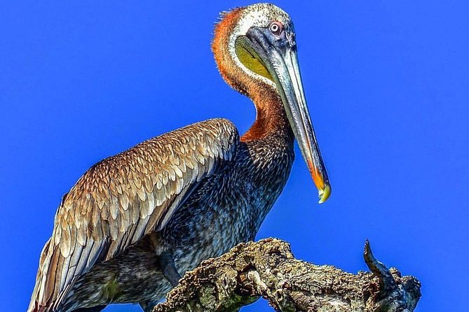 Full-Day Tour of Cayo Levantado and Los Haitises National Park - Should you book the Los Haitises and Cayo Levantado tour?
