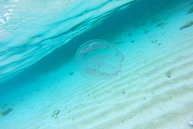 Full-Day Tour to Punta Rucia and Cayo Arena with Snorkeling - Is $89 a good value?