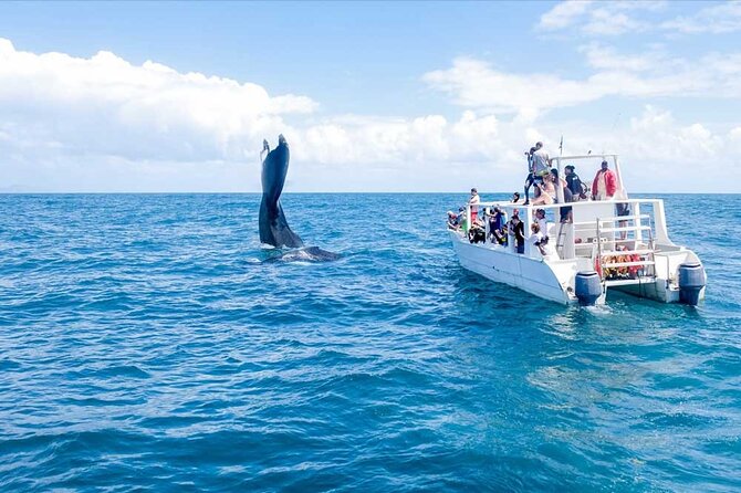 Full-Day Whale Watching Tour in Samana Bay from Cabeza de Toro - Key points to know before booking