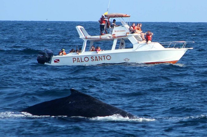 Full-Day Whale Watching Tour in Samana Bay from Cabeza de Toro - Dominican lunch at a working ranch