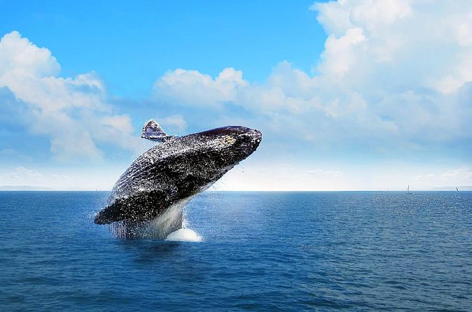 Full-Day Whale Watching Tour in Samana Bay from Cabeza de Toro - Horseback riding to El Limón Waterfall