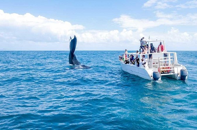 Full-Day Whale Watching Tour in Samana Bay from Cabeza de Toro - How the $150 price measures up