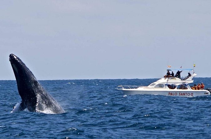 Full-Day Whale Watching Tour in Samana Bay from Cabeza de Toro - Organization, language, and safety concerns