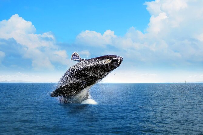 Full-day Whale watching Tour in Samana Bay from Punta Cana - Key points to know before booking